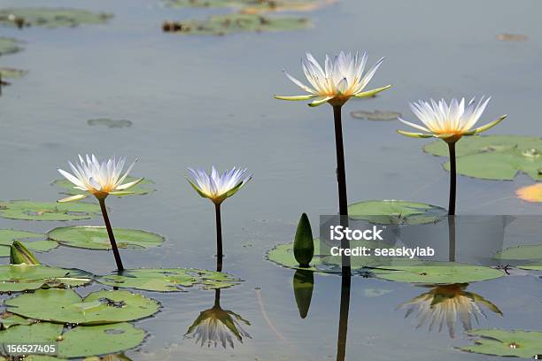 Foto de Bela Lotus Lírio Dágua e mais fotos de stock de Amarelo - Amarelo, Beleza natural - Natureza, Branco