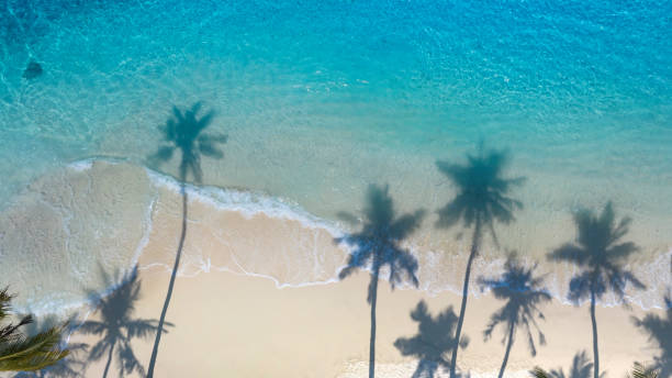 istock Summer palm tree  and Tropical beach with blue  sky background 1565296872