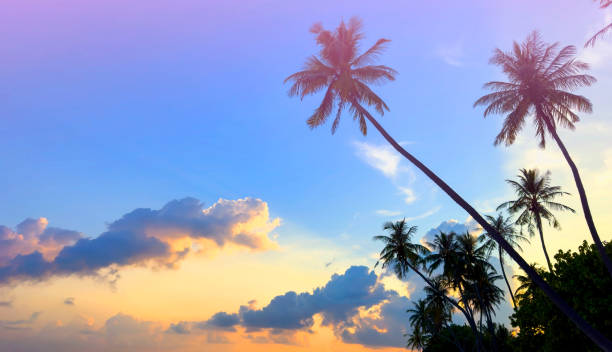 istock Summer tropical with colorful theme as palm trees on the beach background 1565296890