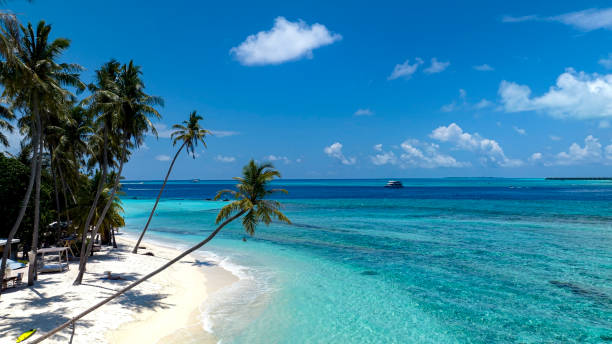 istock Summer palm tree  and Tropical beach with ocean blue  background 1565297398