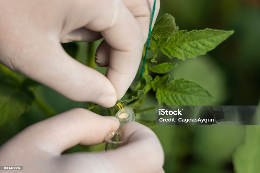Hand Pollinating The Flowers Of Tomato Pepper Plant Stock Photo Hand Pollinating The Flowers Of Tomato Pepper Plant Stock Photo