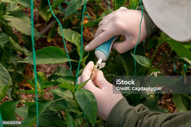 Hand Pollinating The Flowers Of Tomato Pepper Plant Stock Photo Hand Pollinating The Flowers Of Tomato Pepper Plant Stock Photo