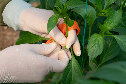 Hand Pollinating The Flowers Of Tomato Pepper Plant Stock Photo Hand Pollinating The Flowers Of Tomato Pepper Plant Stock Photo