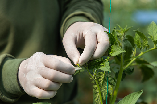 Hand Pollinating The Flowers Of Tomato Pepper Plant Stock Photo Hand Pollinating The Flowers Of Tomato Pepper Plant Stock Photo