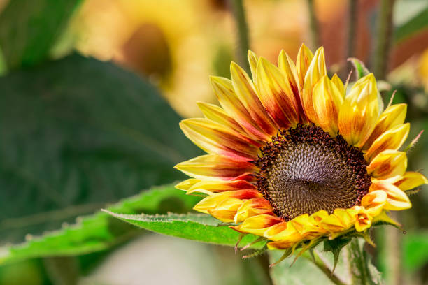 istock Gorgeous blooming red sunflowers in a garden. 1565323687