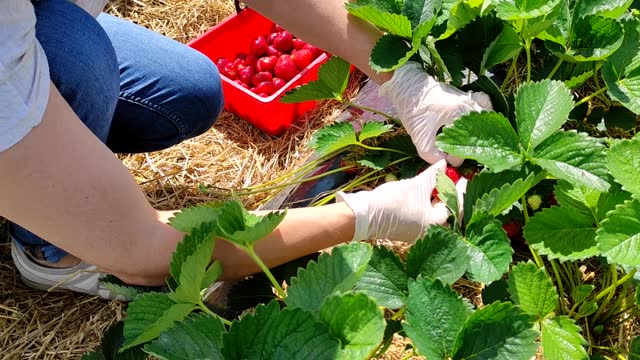 Women's hands close-up. Young woman picking red, ripe strawberries in a farmer's field
