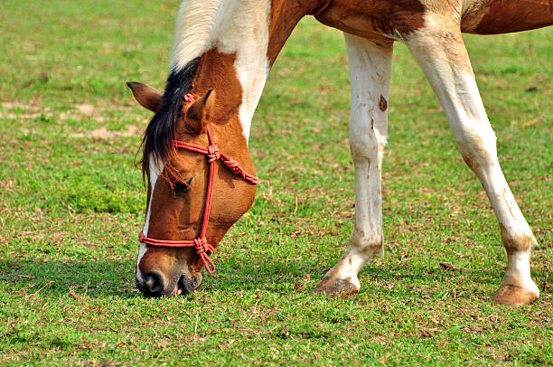 White and brown horse stock photo