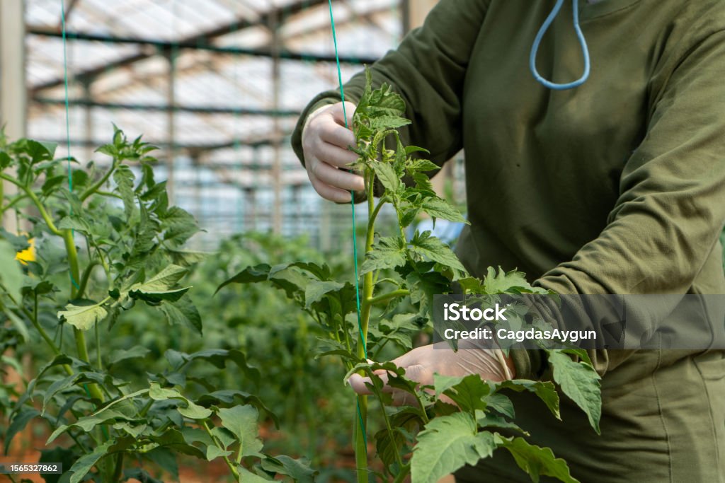 Hand Pollinating The Flowers Of Tomato Pepper Plant Stock Photo Hand Pollinating The Flowers Of Tomato Pepper Plant Stock Photo