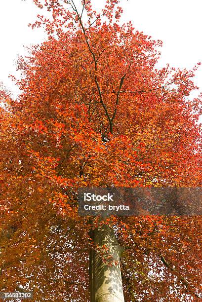 Photo libre de droit de Rouge Hêtre banque d'images et plus d'images libres de droit de Arbre - Arbre, Arbre à feuilles caduques, Beauté de la nature