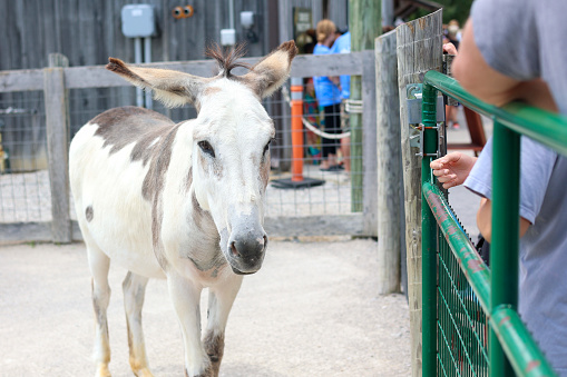 A Donkey at a petting zoo