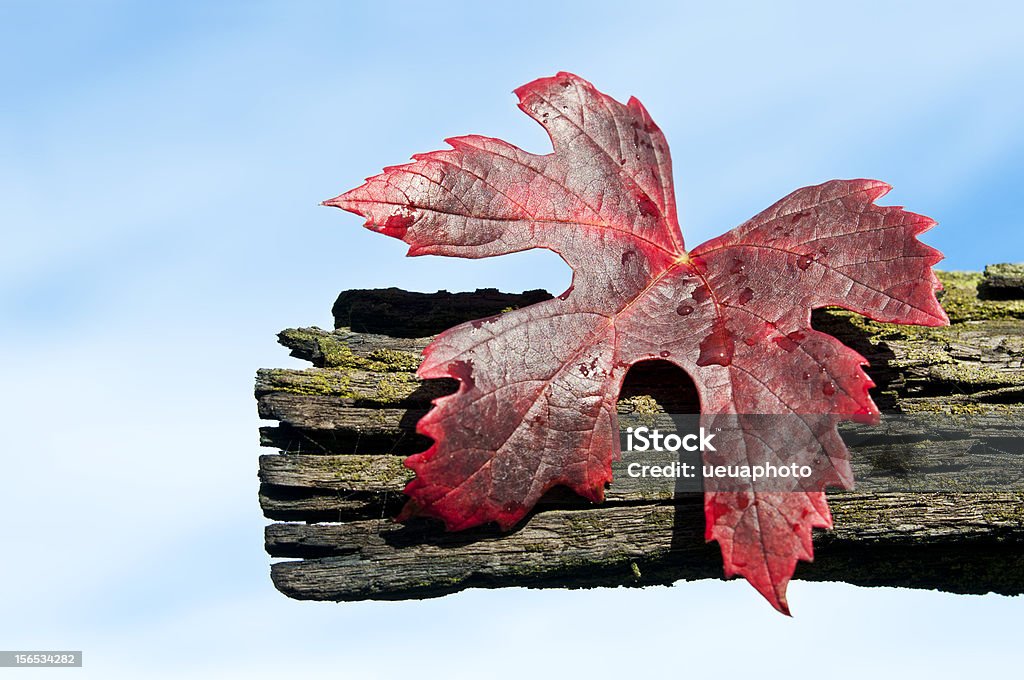 Autunno lasciare uva - Foto stock royalty-free di Agricoltura