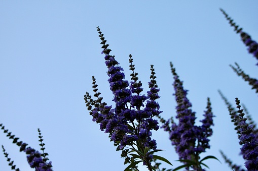 Spiky lavender flowers point to the sky at the end of golden hour
