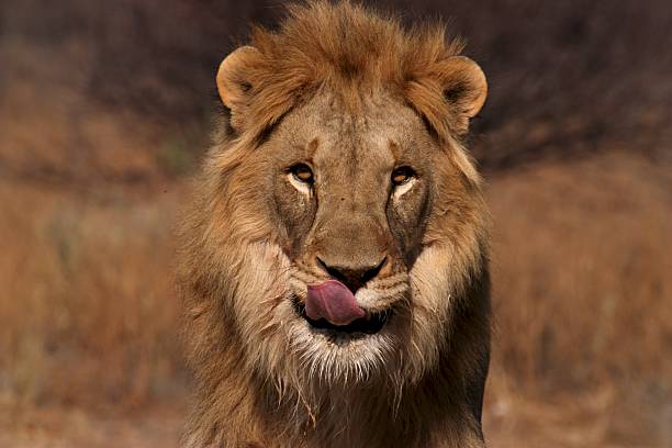 Male lion facing the camera while licking his mouth
