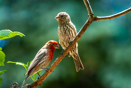 The House Finch (Haemorhous mexicanus) is a year-round resident of North America and the Hawaiian Islands.  Male coloration varies in intensity with availability of the berries and fruits in its diet.  As a result, the colors range from pale straw-yellow through bright orange to deep red. Adult females have brown upperparts and streaked underparts.  This pair of finches was photographed near Walnut Canyon Lakes in Flagstaff, Arizona, USA.