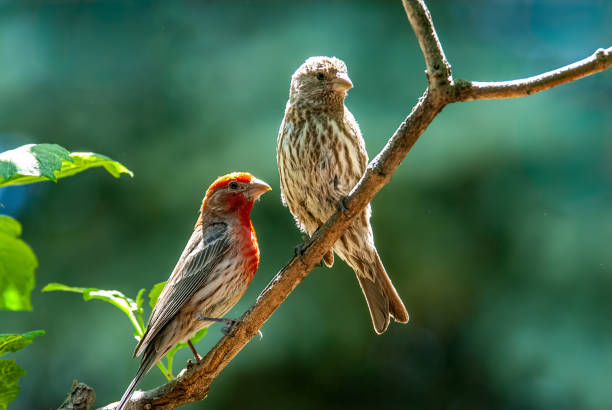 Pair of House Finches in a Tree stock photo