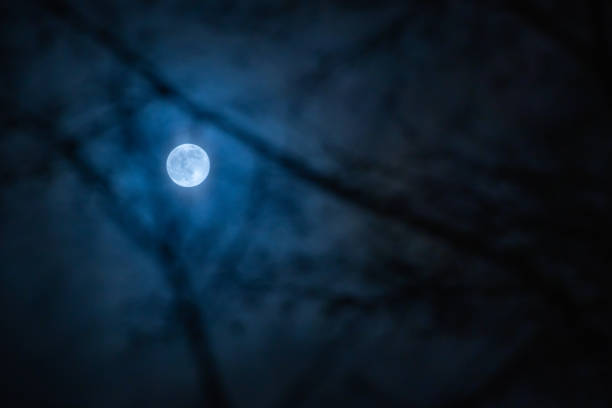 Full moon with out of focus hornbeam branches in foreground ,  hamburg, germany, 2023,  horizontal format
