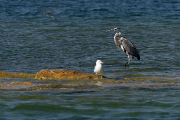 A Great Blue Heron (Ardea herodias) and a Seagull in the shallows of Lake Havasu, Arizona.  Photo by Bob Gwaltney.