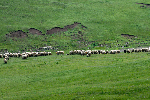 Flock of sheep stock photo