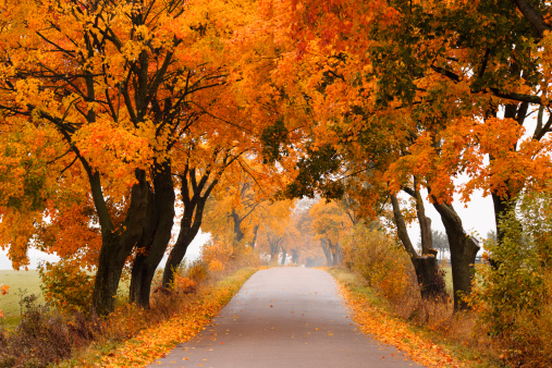Autumn - road with colorful, vibrant maple trees. Fall in Poland.