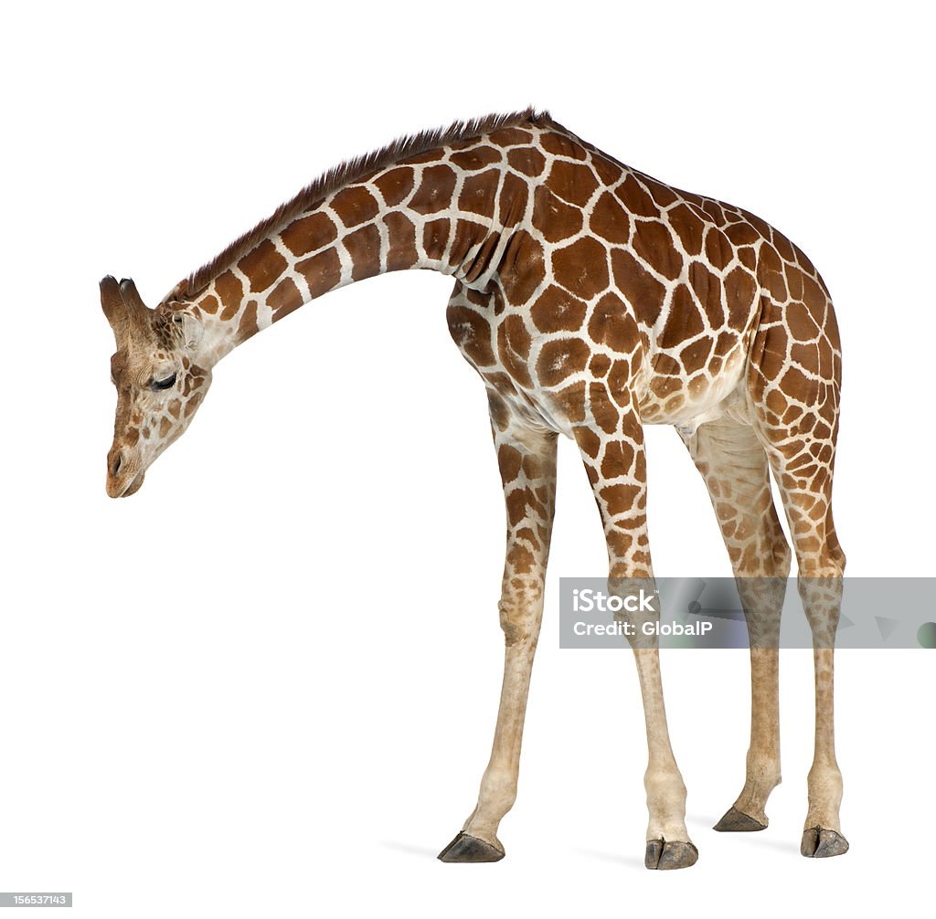 Somali Giraffe Somali Giraffe, commonly known as Reticulated Giraffe, Giraffa camelopardalis reticulata, 2 and a half years old standing against white background Giraffe Stock Photo