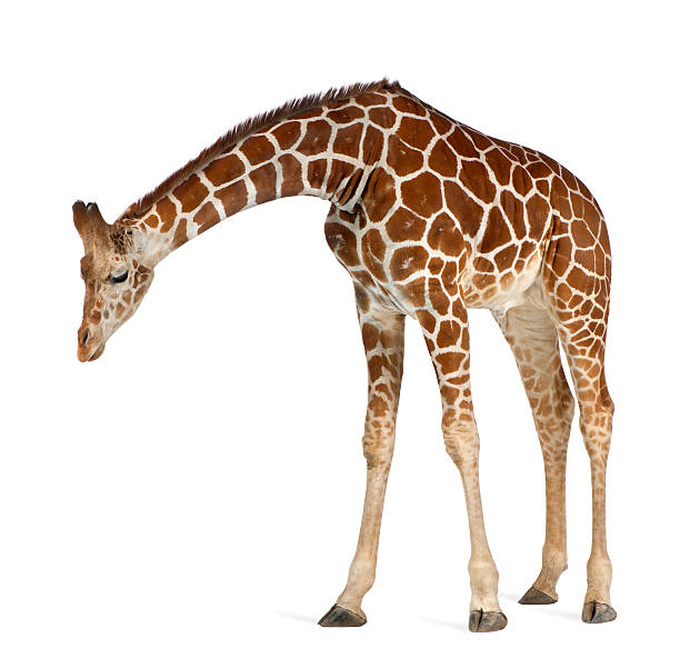 Somali Giraffe Somali Giraffe, commonly known as Reticulated Giraffe, Giraffa camelopardalis reticulata, 2 and a half years old standing against white background giraffe stock pictures, royalty-free photos & images