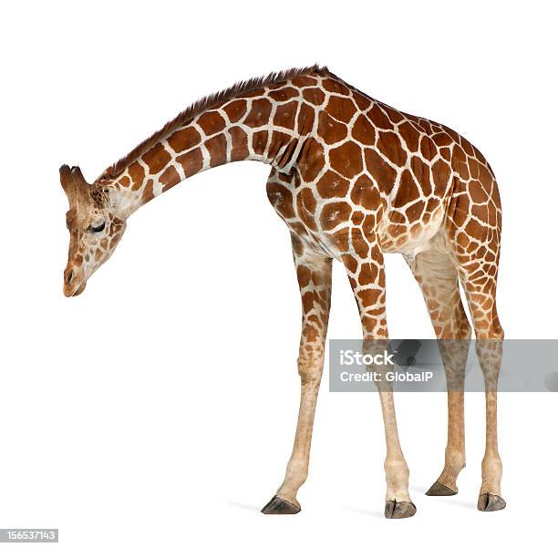 Somali Giraffe Stock Photo - Download Image Now - Giraffe, White Background, Cut Out