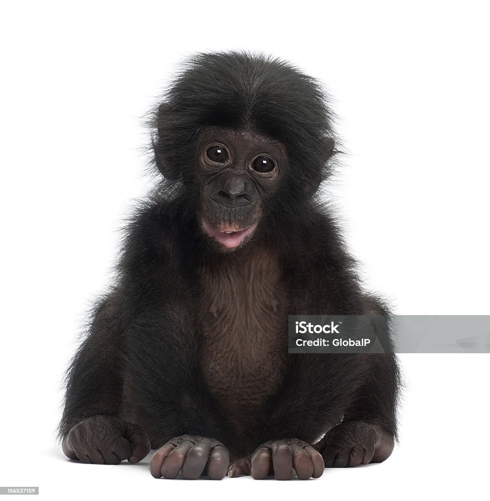 Baby bonobo, Pan paniscus, 4 months old, sitting Baby bonobo, Pan paniscus, 4 months old, sitting against white background Ape Stock Photo