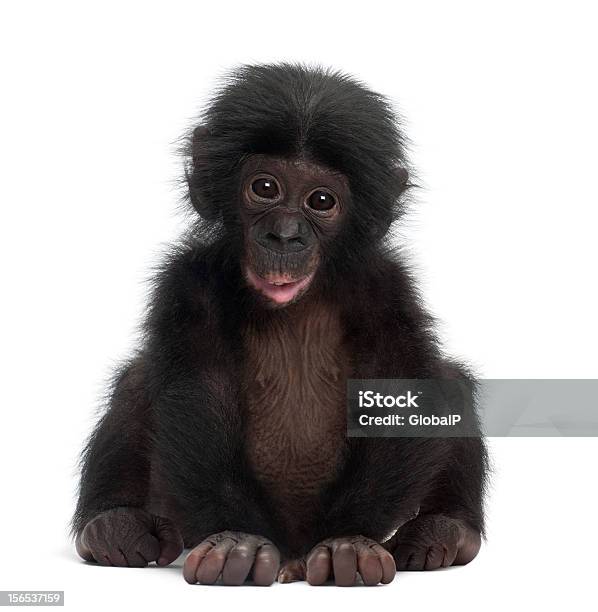 Baby Bonobo Pan Paniscus 4 Months Old Sitting Stock Photo - Download Image Now - Ape, White Background, Bonobo