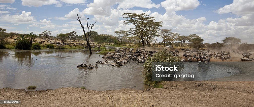 Watering Hole A herd of zebras and wildebeest grab a drink at the local watering hole. Serengeti National Park, Tanzania. Serengeti National Park Stock Photo