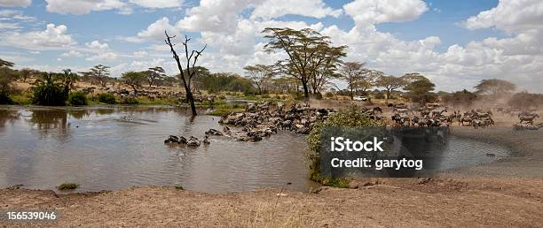 Watering Hole Stock Photo - Download Image Now - Serengeti National Park, Safari, Tanzania