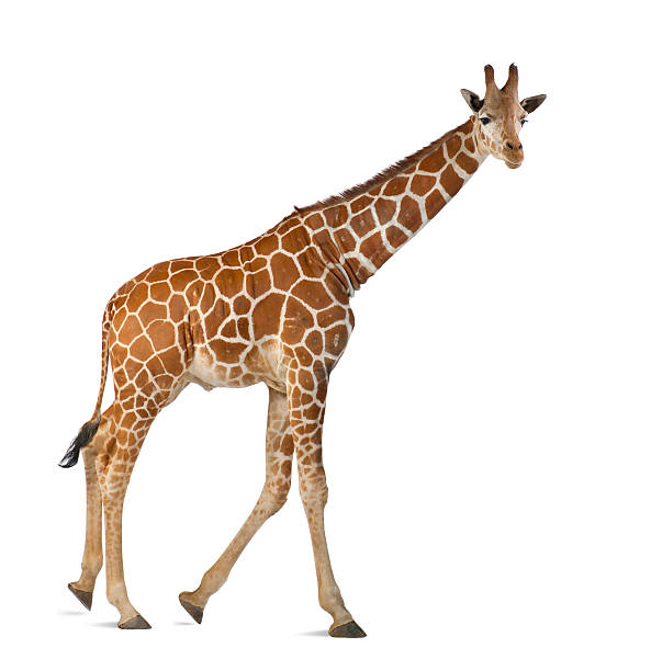 Somali Giraffe Somali Giraffe, commonly known as Reticulated Giraffe, Giraffa camelopardalis reticulata, 2 and a half years old walking against white background hoofed mammal photos stock pictures, royalty-free photos & images
