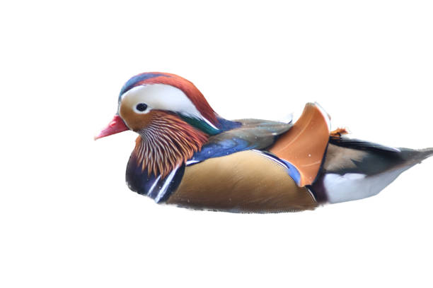 Mandarin ducks standing on rocks near bamboo and green foliage