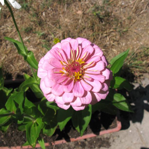 istock Light Pink Zinnia 1565419546