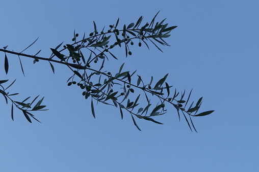 Olives at harvest time.