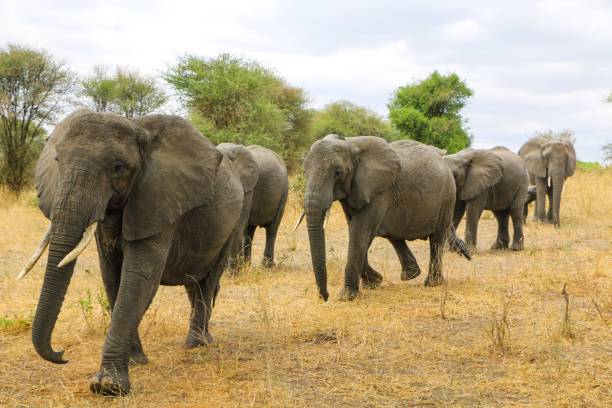 istock Group of African elephants walking through a vast savannah 1565425170