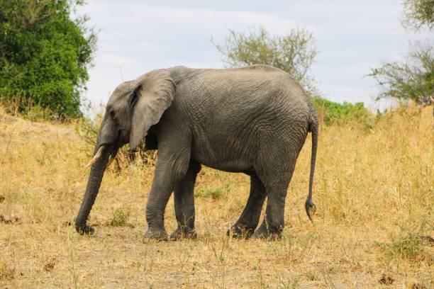 istock Single African elephant stands in an open, barren landscape 1565425182
