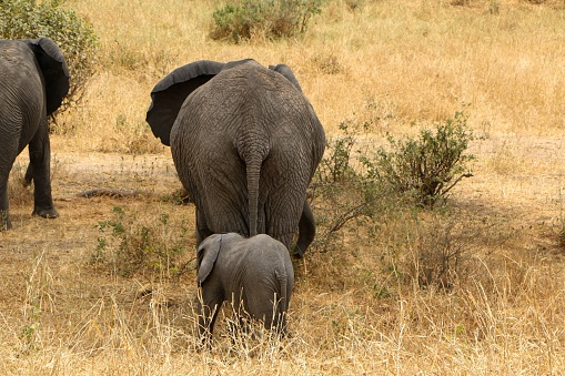 The juvenile African elephants walking in a savanna landscape with a baby calf