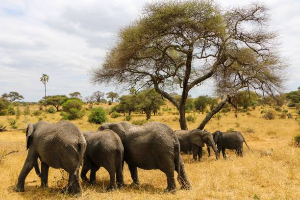 istock several elephants standing in the grass near a tree and bushes 1565425738