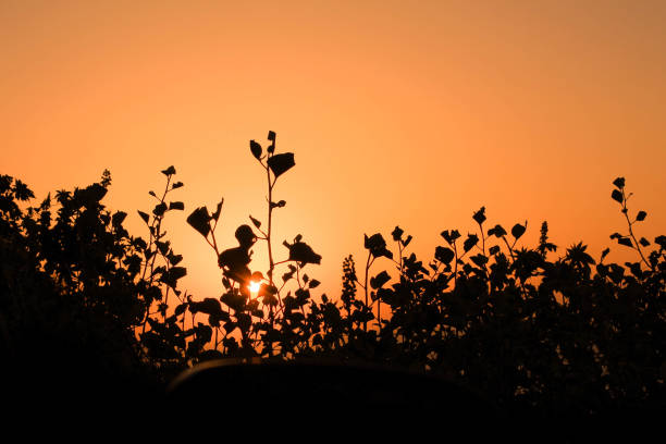 Flower silhouette on sunset sky background ,