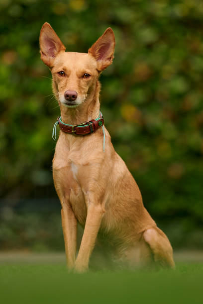 istock Podenco Dog Breed 1565430716