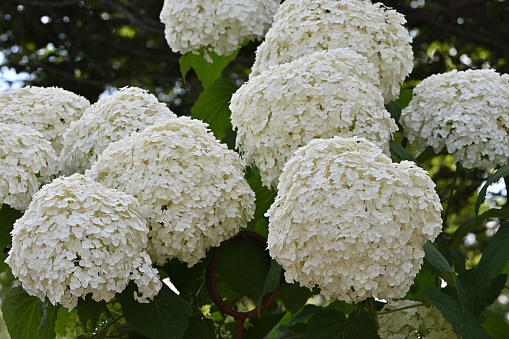 White hydrangea in the shade, blooming in midsummer