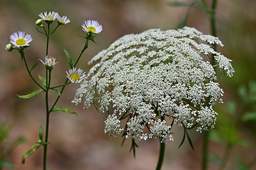 Wild carrot (aka Queen Anne's lace, right) and fleabane (left) in a Connecticut pollinator garden, summer, with defocused background