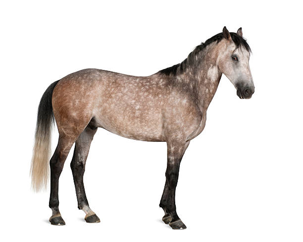 istock Belgian Warmblood Horse 156544009