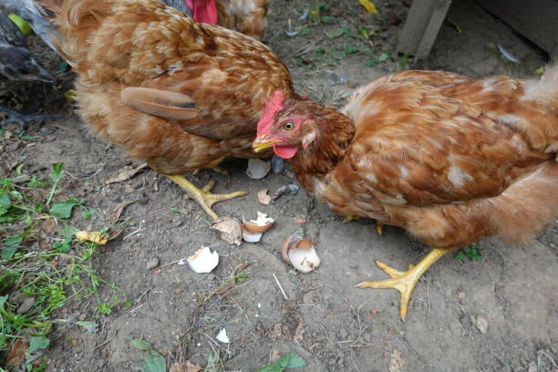 istock chickens eat eggs, how to prevent chickens from eating eggs, eggs in the chicken coop 1565441567