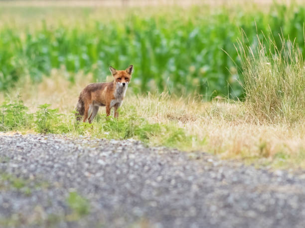 istock female fox on the edge of field 1565458856