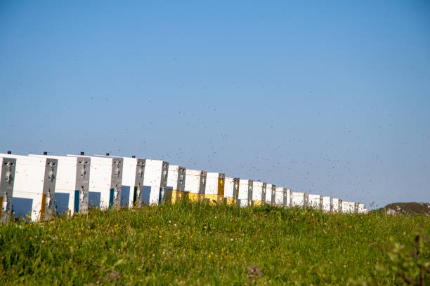 istock Apiary in the mountain meadow in Greece. 1565481629