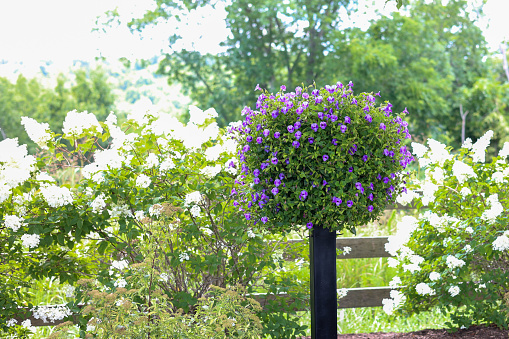 Lantern in the garden with pink flowers and green grass.