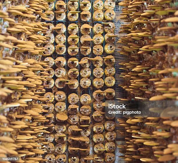 Ganoderma Lucidum Tipo Seta Foto de stock y más banco de imágenes de Alimento - Alimento, Amarillo - Color, Asia