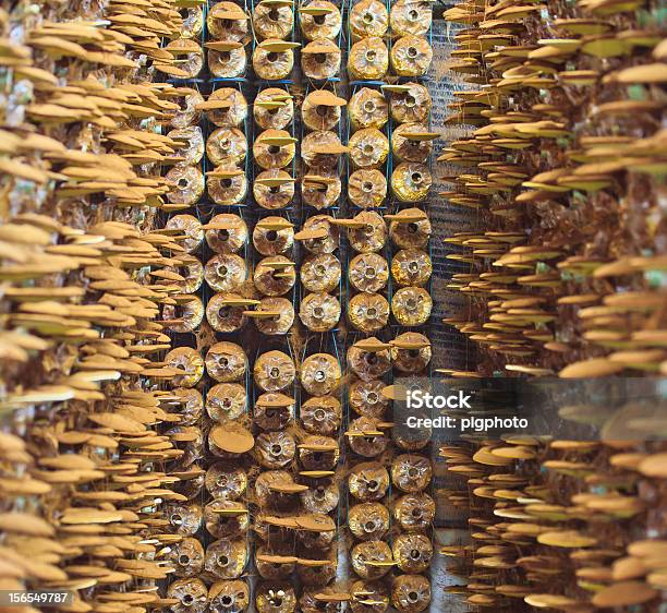 Ganoderma Lucidum Fungo - Fotografie stock e altre immagini di Albero - Albero, Alimentazione sana, Asia