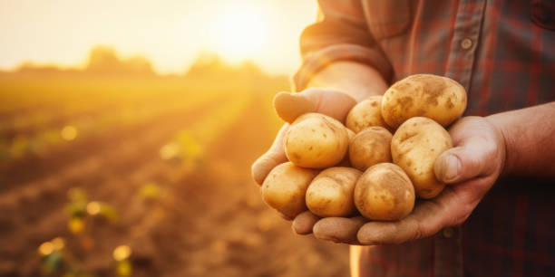 close up of farmer holding potatoes in hands on harvest field background at sunset. banner with copy space stock photo